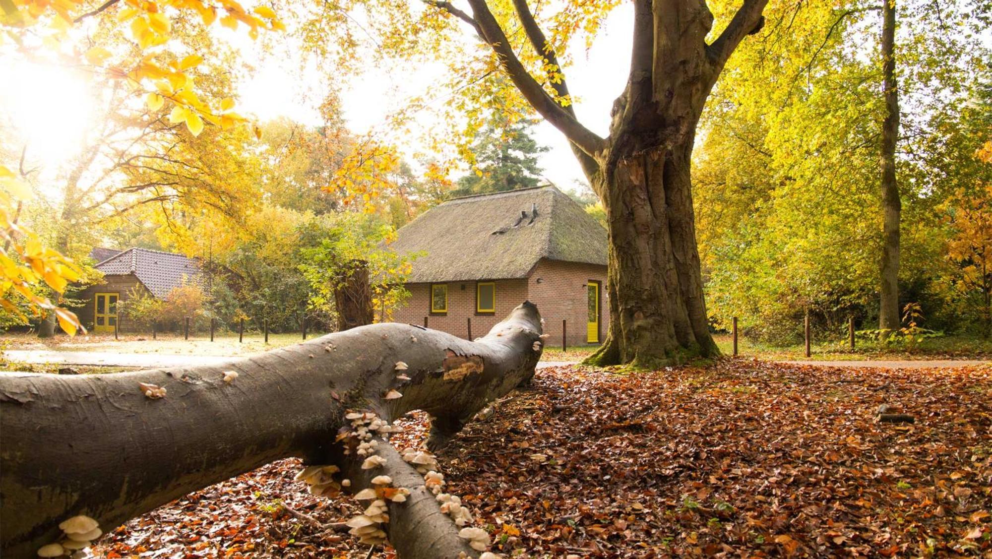 Molecaten Park De Leemkule Hattem Bilik gambar